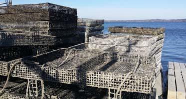 Hollywood Oyster Cages on the river