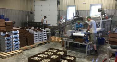Packing Oysters for Delivery