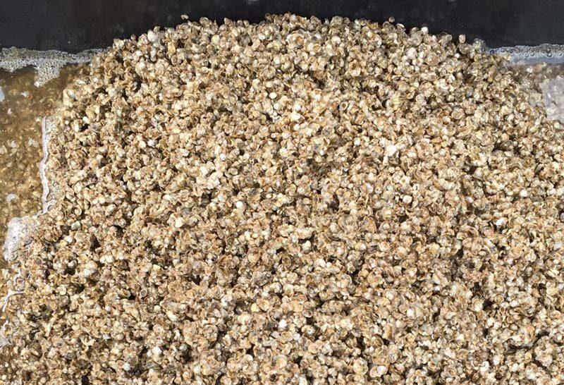 Hollywood Oyster Seed