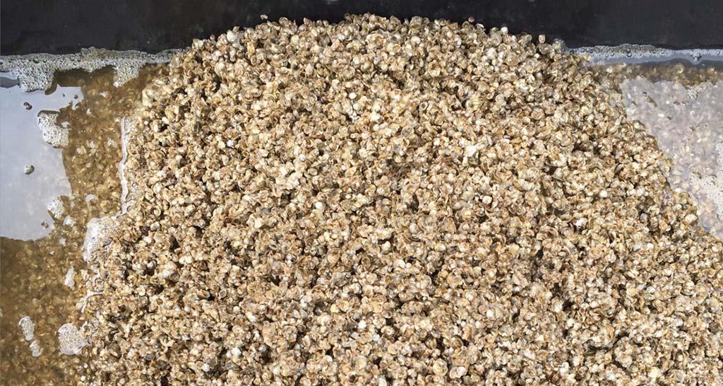 Hollywood Oyster Seed