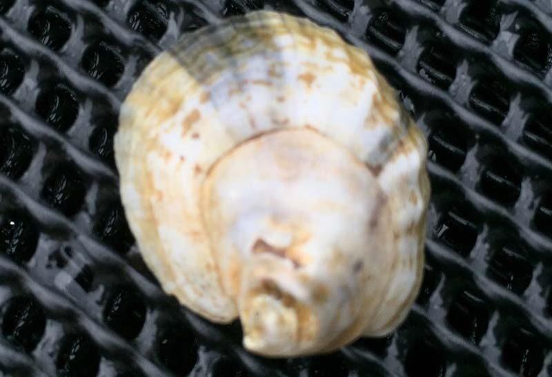 Baby Hollywood Oyster