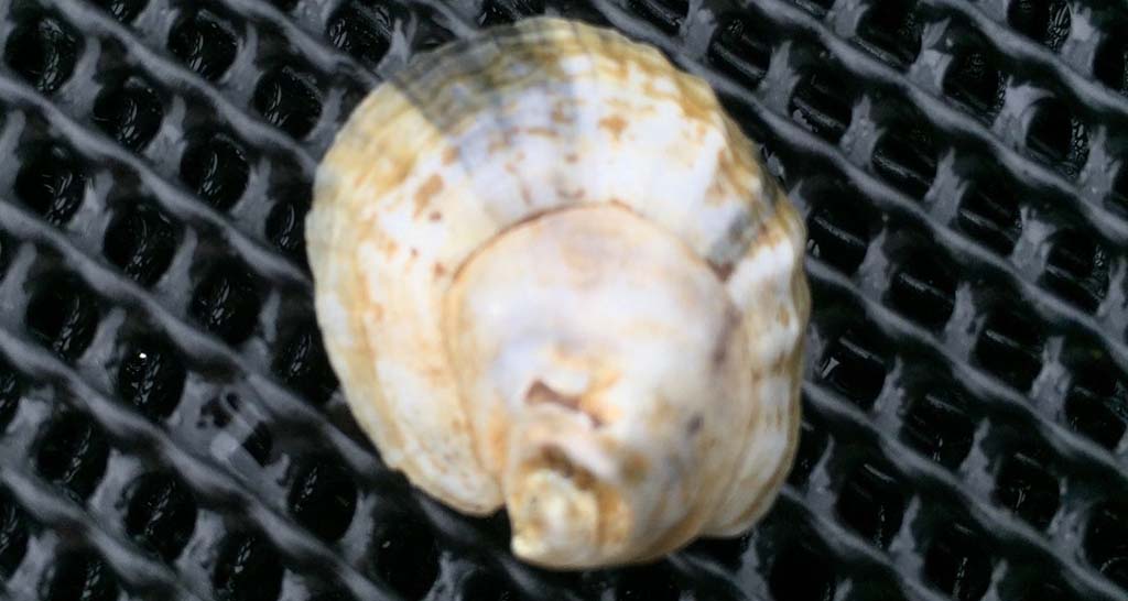 Baby Hollywood Oyster