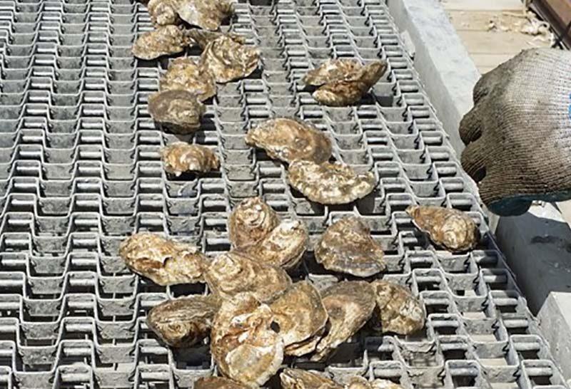 Hollywood Oyster Harvesting