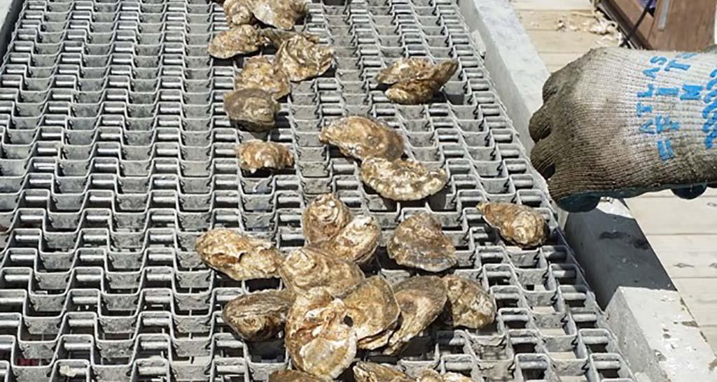Hollywood Oyster Harvesting