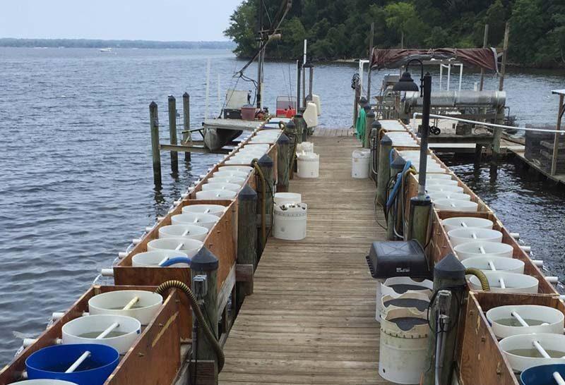 Hollywood Oyster Nursery