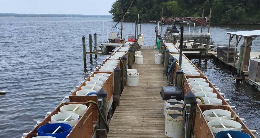 Hollywood Oyster Nursery