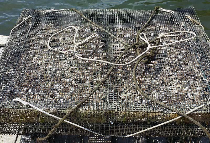 Hollywood Oyster Grow Cage