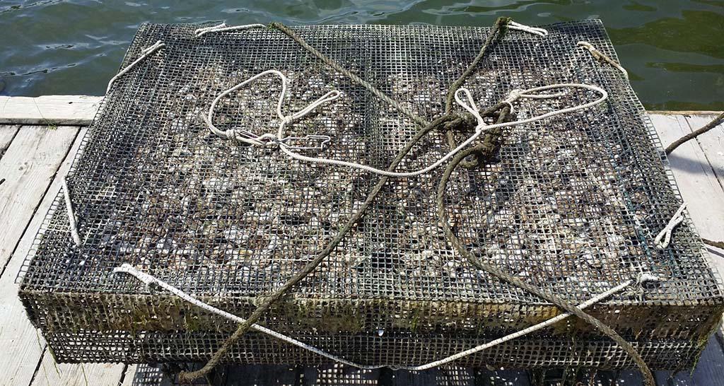 Hollywood Oyster Grow Cage
