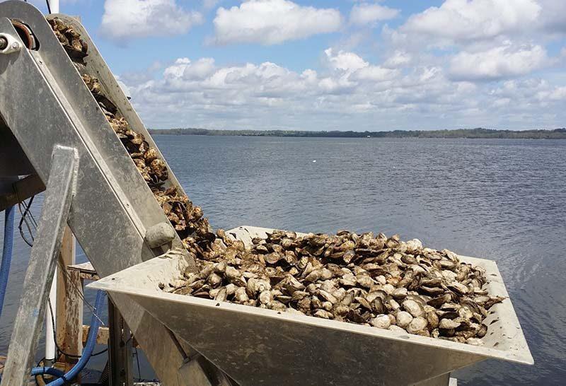 Hollywood Hopper Full of Oysters