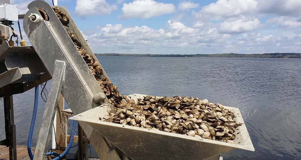 Hollywood Hopper Full of Oysters