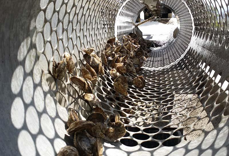 Hollywood Oyster Tumbling