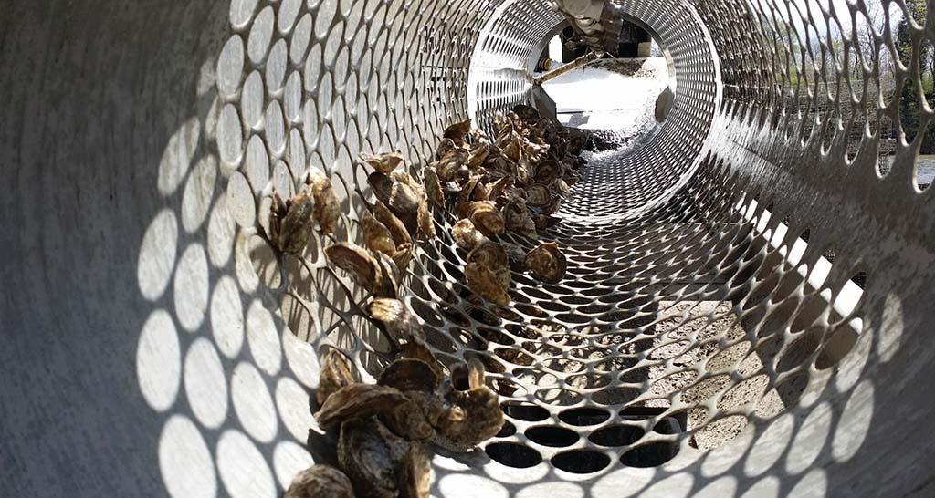 Hollywood Oyster Tumbling